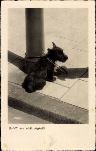 Terrier wartet auf sein - ak,